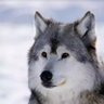 Özerhan's profile picture