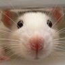 Profilbild von ratboi and 2,734 others