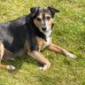 KamperVan 🚐 Kady 🐾🏴 🌸✊#HoldTheLine's profile picture