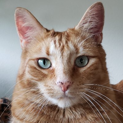 Jeffrey Ⓥ's profile picture