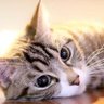 10秒で寝れる天才子猫 profil fotoğrafı