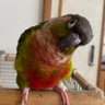 鳥飼のひとりごと profil fotoğrafı
