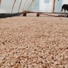 Фото профиля El Cafetero