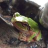 Profilbild von カエル🐸