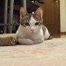 Фото профиля モモ君