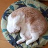 咲良茶々猫🌸's profile picture