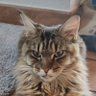 NPorchet profil fotoğrafı