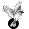 Yilmaz Sahin's profile picture