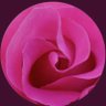السنافية's profile picture
