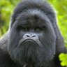 Santaroni 🦍 profil fotoğrafı
