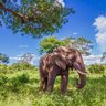 Profilbild von Less Suburbs More Open Wilderness Rewild Elephants