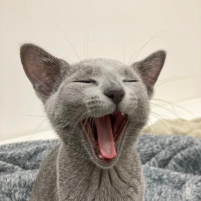 ろく's profile picture