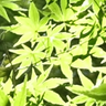 のら 的头像