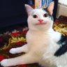 Abu Faiq72's profile picture