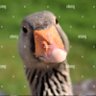 Profilbild von a