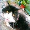 とびねこ's profile picture