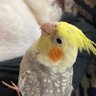 Profilbild von オカメインコちゃん