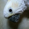 Фото профиля ゆきたん🌏💖🦉
