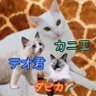 Фото профиля 【成長日記】子猫 カニエ/テオ