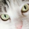 Isyde's profile picture