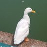 תודה, שרה.'s profile picture