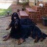 Charlie Royster's profile picture
