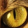 AbsurdNerd's profile picture