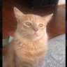 Profilbild von 猫眼看推特！