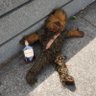 Profilbild von WastedWookiee