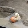 まみっこちゃん🐻🐼 profil fotoğrafı