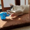 ぺちゃこ 的头像