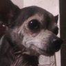 ZaneChihuahuaUTAU profil fotoğrafı