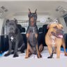 Profilbild von shintaro jr 🐶& wonder🐷& bingo🐻