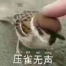 麻雀's profile picture