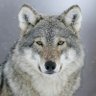 GreyHunter's profile picture