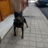 Фото профиля Pedro A YONI