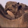 Фото профиля عبدالله