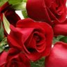 أنفال's profile picture