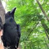 がーちゃんねる(※カラスの名前はクロです) profil fotoğrafı