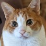 ねことおしゃべりch【公式】 的头像
