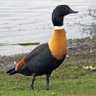 Shelduck 的头像