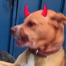 Perro Diablo profil fotoğrafı