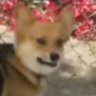 Profilbild von Pond_Scumb