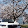 Фото профиля 桜愛