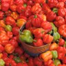Фото профиля Jenghis Khan