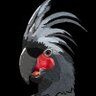 Cockatooblack's profile picture