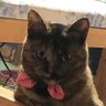 ババ 的头像