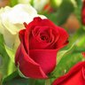 ایک آدمی 的头像