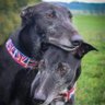Spike's profile picture