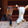 Goatella 的头像